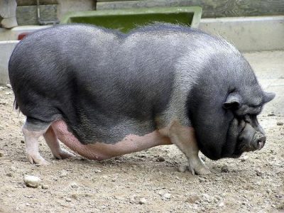Why not keep pigs? Image